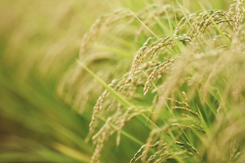 サカエ千曲リバーサイド1.8kg