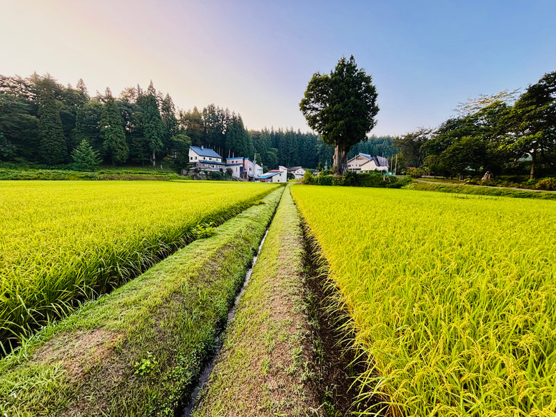 サカエ千曲リバーサイド1.8kg