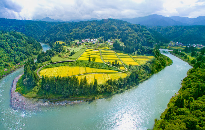 コタキホワイト ギフトボトル ２本セット