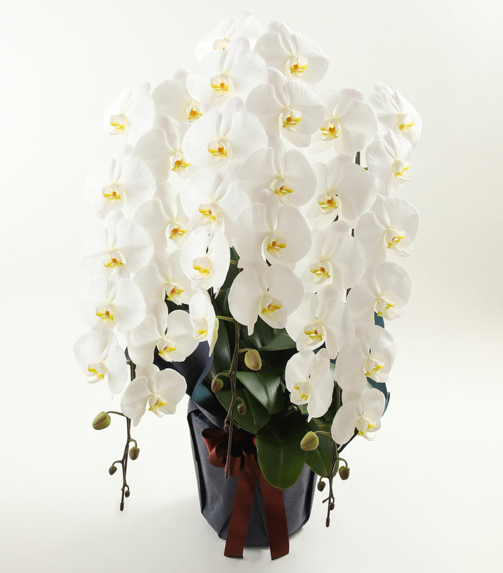 愛ふわふわ 白い胡蝶蘭 ラッピング付き 110センチ 北海道、沖縄発送