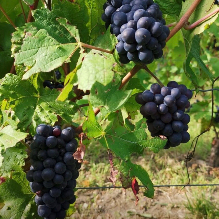 トリボー ブリュット・プルミエ・クリュ – アニクリオンラインストア