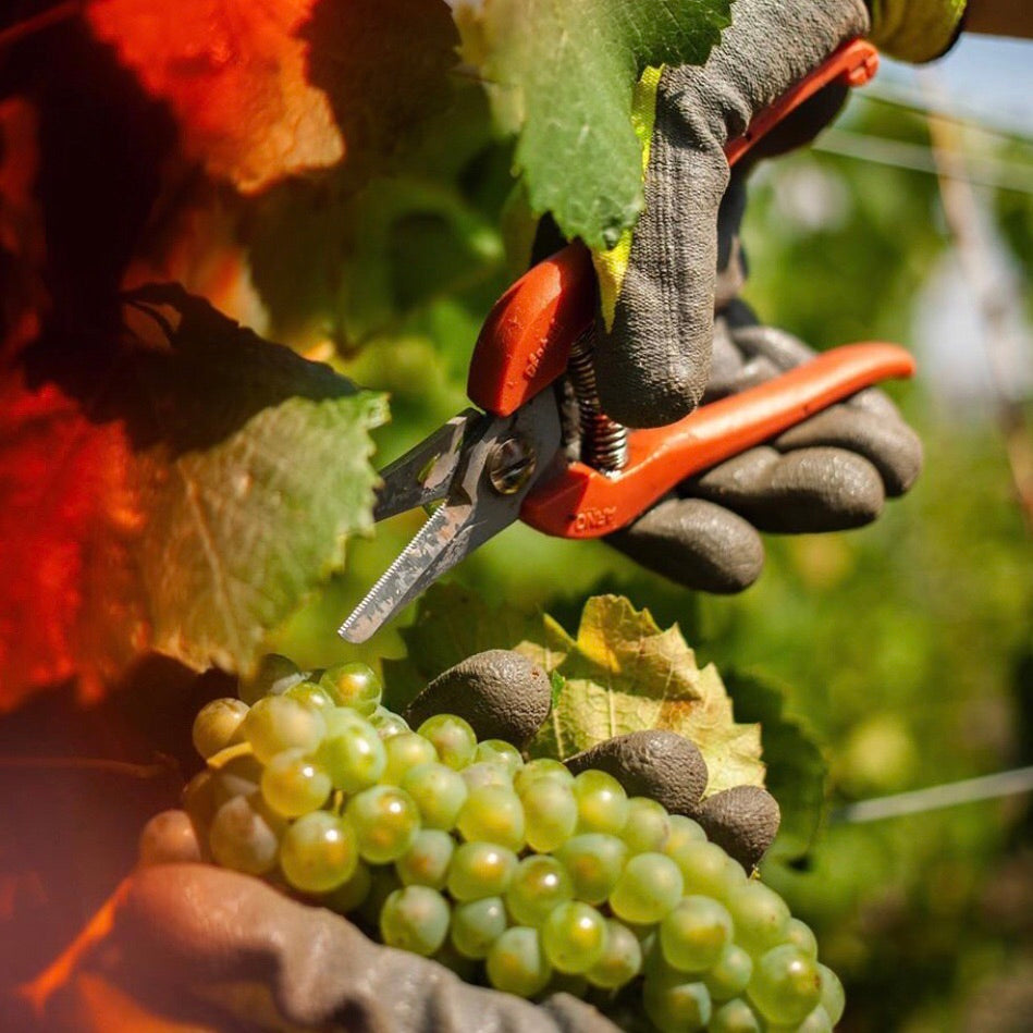 トリボー ブリュット・プルミエ・クリュ – アニクリオンラインストア