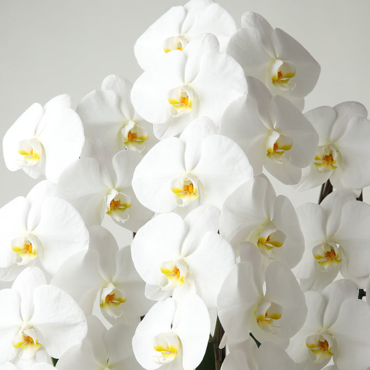 胡蝶蘭白 3本【ラッピング/ネイビー】 – アニクリオンラインストア